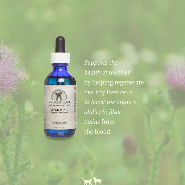 Liver Tonic | Adored Beast Apothecary