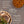 Cargar imagen en el visor de la galería, Turkey Tail | Adored Beast Apothecary