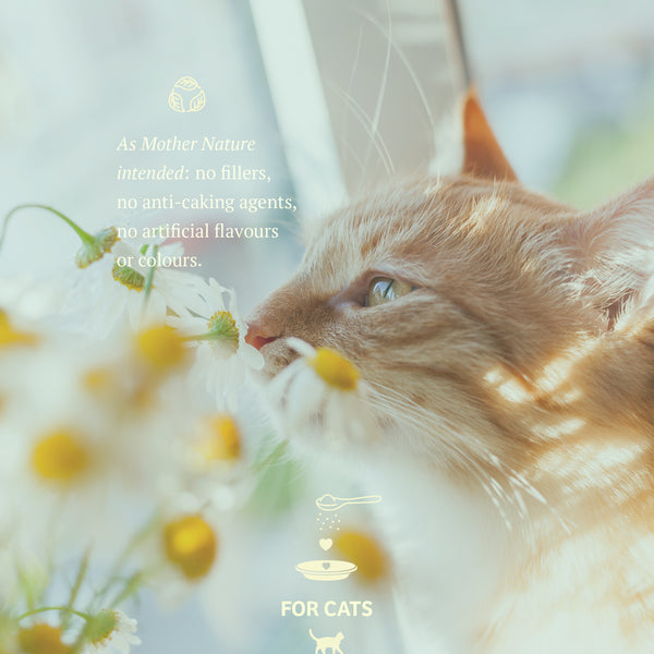 Feline Gut Soothe | Adored Beast Apothecary