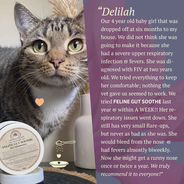 Feline Gut Soothe | Adored Beast Apothecary