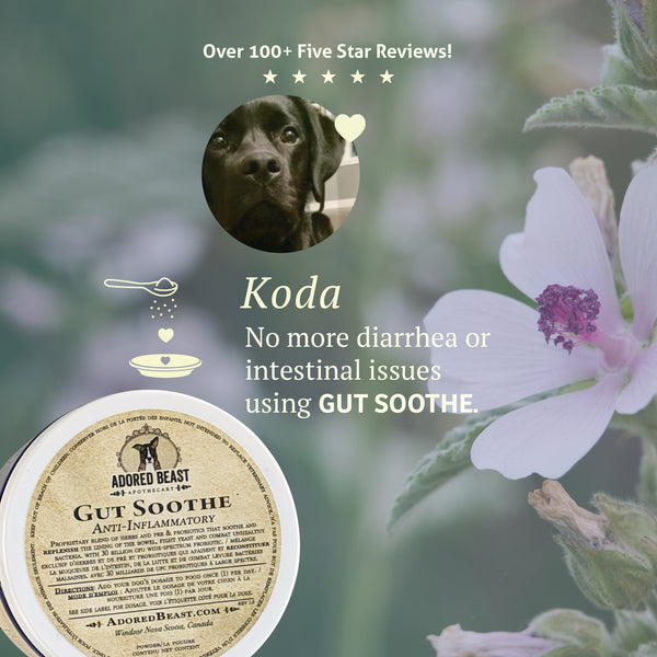 Canine Gut Soothe | Adored Beast Apothecary