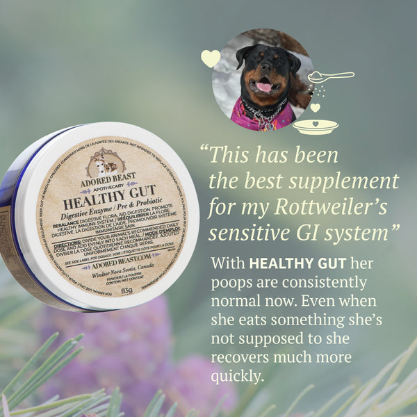 Healthy Gut | Adored Beast Apothecary