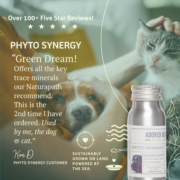 Phyto Synergy | Adored Beast Apothecary