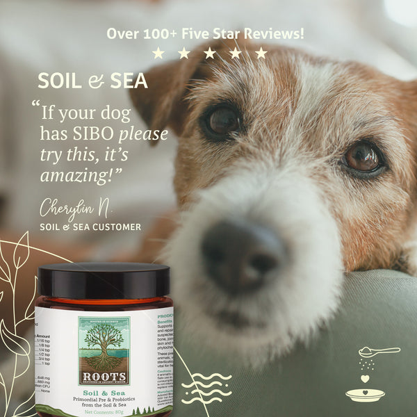 Soil & Sea | Adored Beast Apothecary