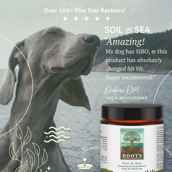 Soil & Sea | Adored Beast Apothecary