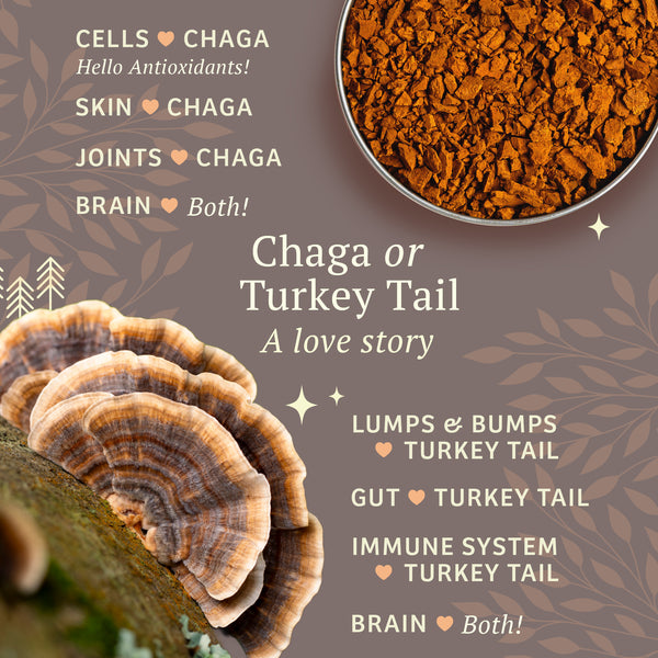 Turkey Tail | Adored Beast Apothecary