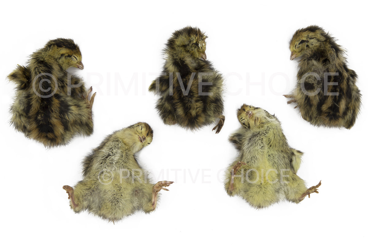 Quail XS Freeze Dried Primitive Choice Quail XS Freeze Dried Primitive Choice
