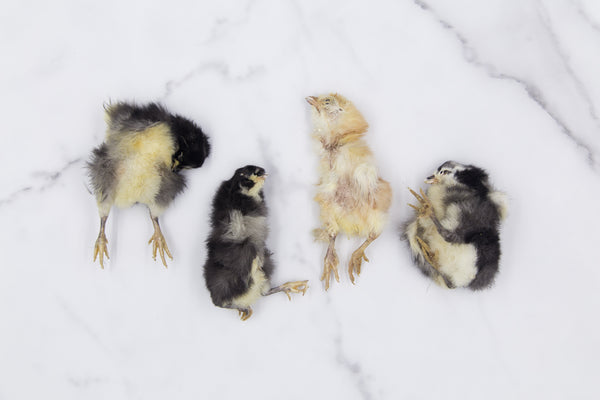 Chicks - Freeze Dried